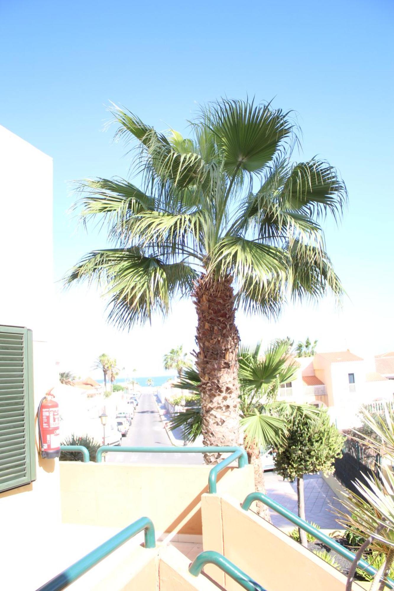 Pachi Beach Atlantic Garden Corralejo Dış mekan fotoğraf
